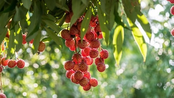 En la región mencionada, ocho