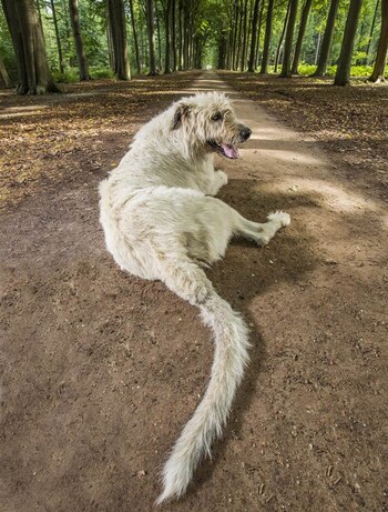 La cola de Keon mide