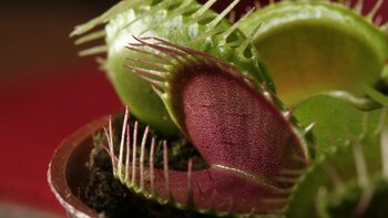 Muchas plantas carnívoras ya han