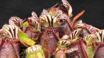 La planta carnívora Cephalotus follicularis