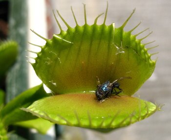 La Dionaea muscipula es una