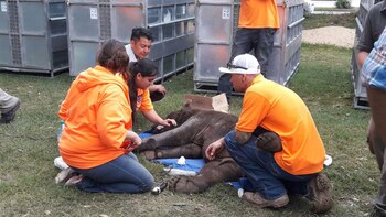 El equipo de Wild Animal