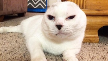 Otitis perdió sus orejas debido