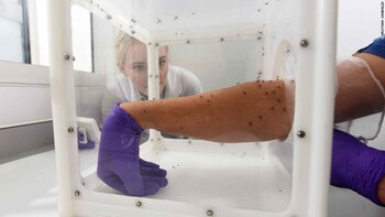 “Caja de aterrizaje de mosquitos”,