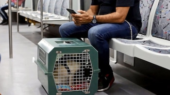 Solo podrán viajar perros pequeños