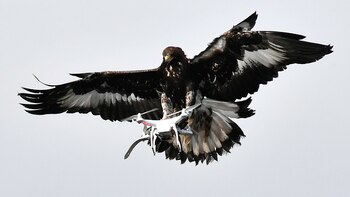 Cuatro jóvenes águilas son entrenadas
