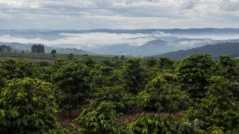 La producción de “robusta” cayó un 30% en 2016 y el gobierno autorizó la importación (IStock)