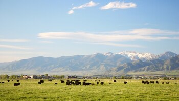 En Bozeman, Montana, se respira
