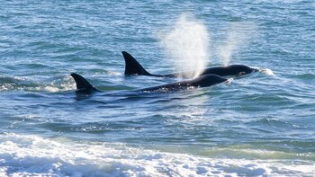 La colonia de lobos puede
