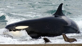 Desde mediados de febrero y