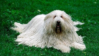 Este pastor húngaro fue noticia