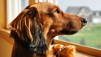 Las mascotas pueden experimentar ansiedad