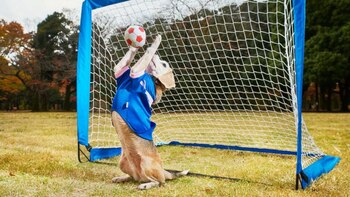 Purín, una perra Beagle japonesa, es una de las más destacadas en la actualidad. Su especialidad son los récords deportivos