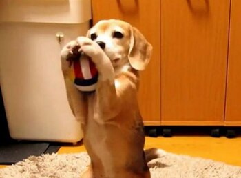 Ya apodada la Super Beagle