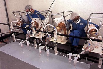 Experimentación en perros. Una de