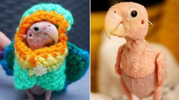 La adorable ave tiene en