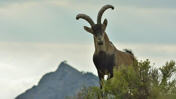La cabra de los montes, el bucardo o el íbice pirenaica se extinguió a principios del siglo XXI