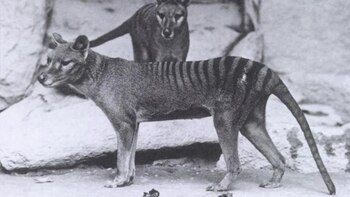 La historia del tigre de Tasmania está rodeada de misterios: hay quienes juran verlo aún con vida