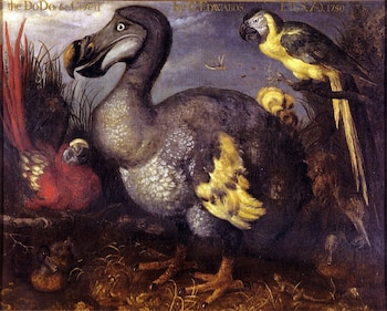 La llegada de los humanos a las Islas Mauricio acabó con la vida del pintoresco dodo