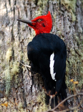 Aunque no haya confirmación sobre su extinción definitiva, hace medio siglo que no hallan un ejemplar vivo del pájaro carpintero imperial