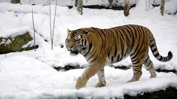El tigre de Siberia mantiene una genética similar al extinto tigre del Caspio