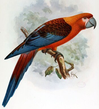 El ara tricolor o el guacamayo cubano se solía usar como animal de compañía