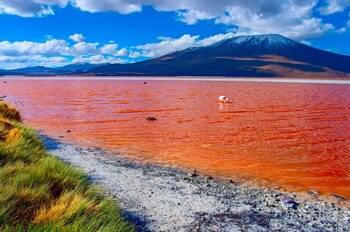 Rojo intenso, naranja o bordó