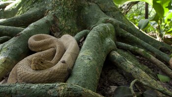 Apodada la “isla de las cobras”, lo que podría ser un paraíso tropical es en realidad uno de los sitios más mortíferos del mundo
