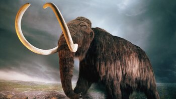 Resucitar el mamut de la