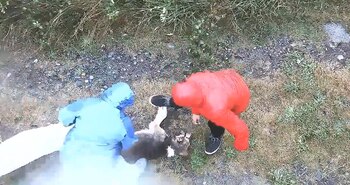 La fiscalía de Puerto Montt juzgará a la pareja por crueldad animal