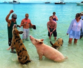 El gobierno ha prohibido que se alimente a los porcinos