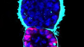 El embrión a 72 horas