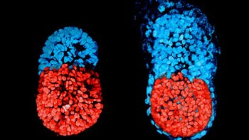 A la izquierda, el embrión a 96 horas desde su creación. A la derecha, un embrión fecundado in vitro con 48 horas de desarrollo. Ambos, impresionantemente similares