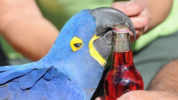 El pico de Gordon es perfecto para destapar las botellas