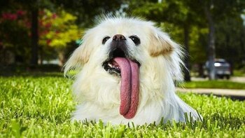 El diminuto can tiene una lengua de 4.5 pulgadas de largo