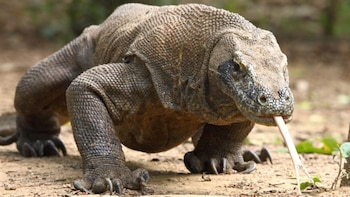 El lagarto más grande que