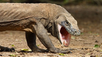 En la sangre del dragón