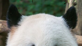 Las orejas negras de los