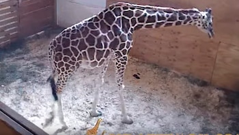 April está todo el día