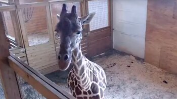 Una cámara del Animal Adventure