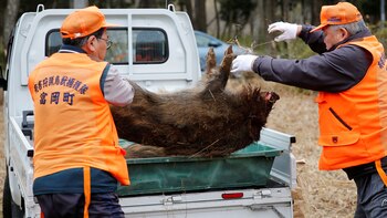La mitad de los antiguos
