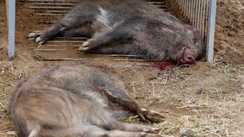 En los últimos tres años