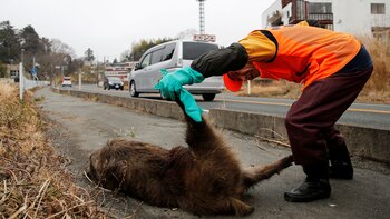 La carne de jabalí era