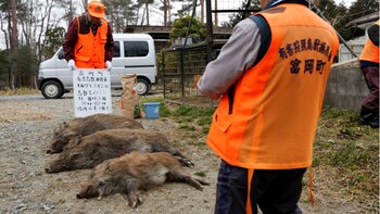 Además de cazadores, las autoridades