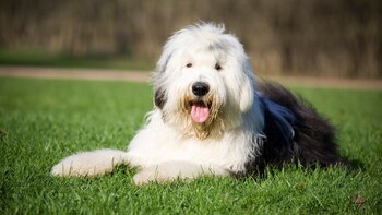 Los pastores ingleses pasaron de