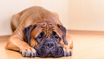 Los Bull Mastiff son una