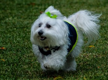 Terrier dandie dinmont
