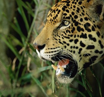 En regiones argentinas, solo quedan