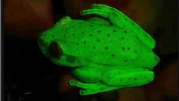 La rana podría aumentar su