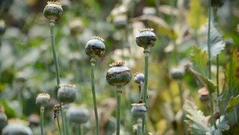 Las manos de los niños